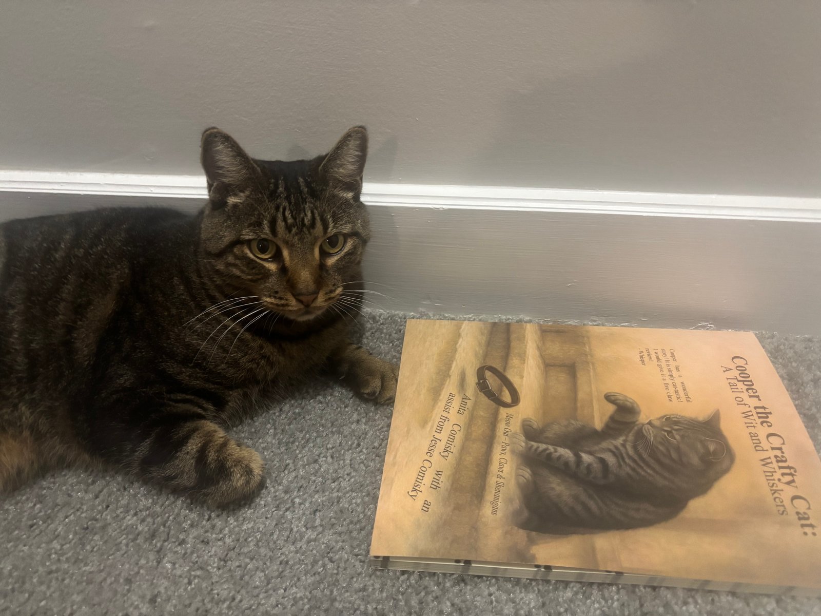 Cooper the Crafty Cat